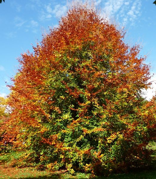 Fagus orientalis
